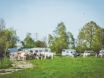 Boerderijcamping Den Hoek — Photo 10 of 12